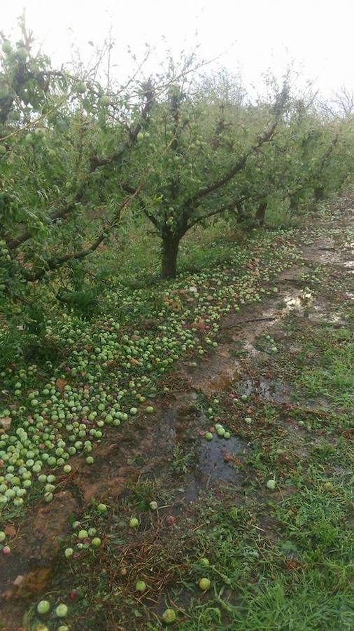 Frutales con toda la fruta en el suelo tras el temporal