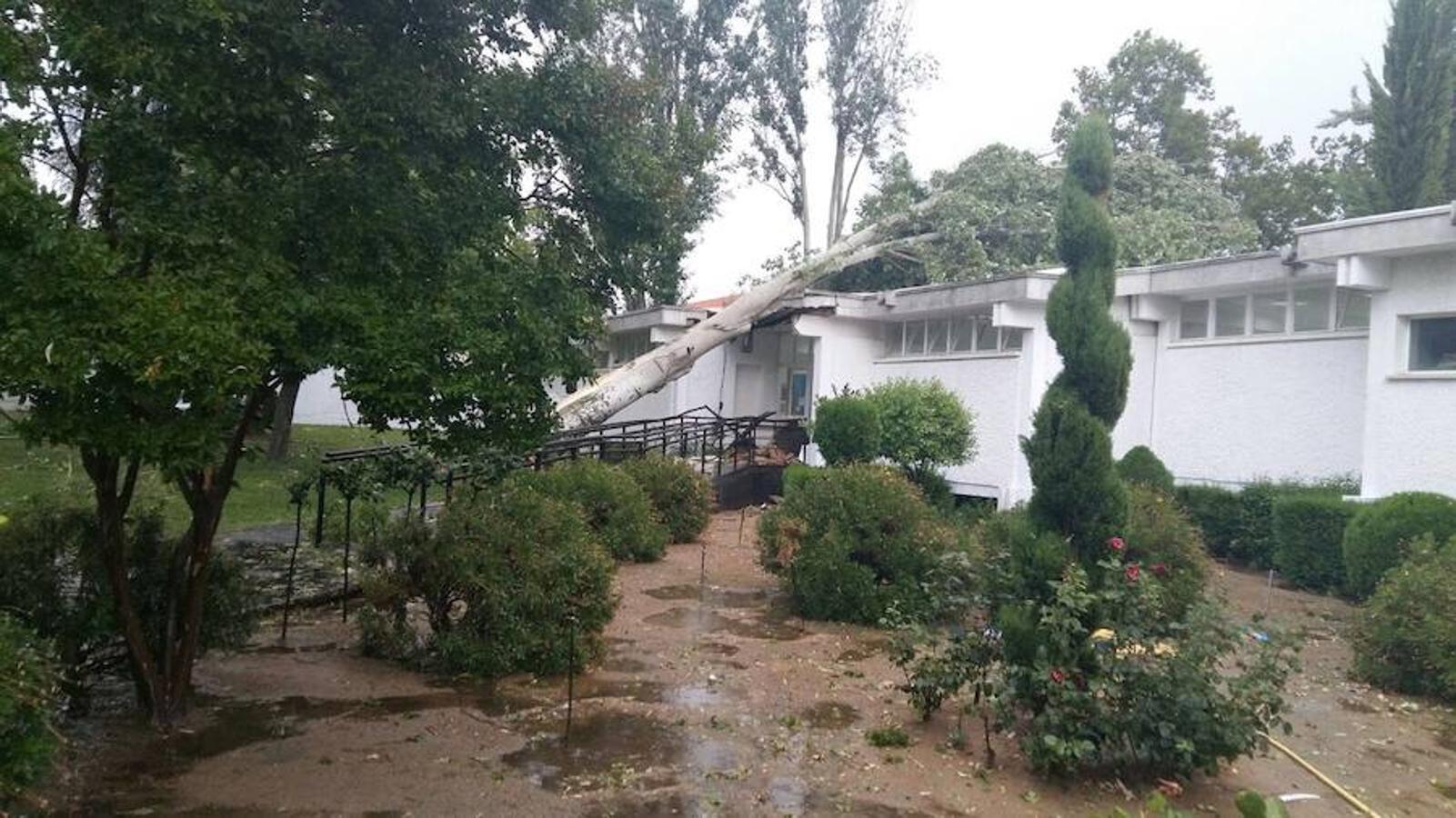 Árbol caído en la piscina