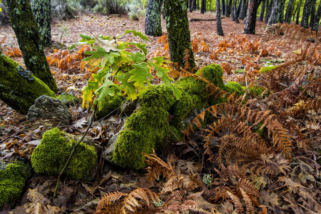 Castañar en otoño en Cuacos de Yuste