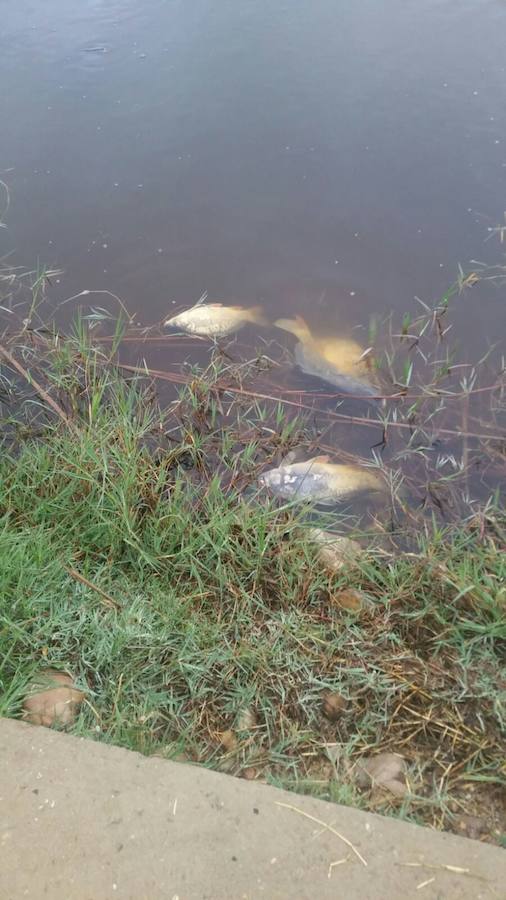 Cientos de peces muertos en una charca de Medellín