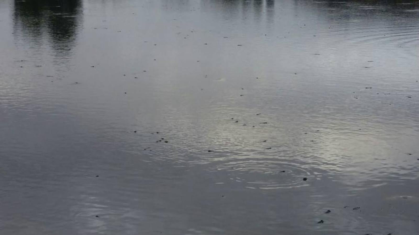 Cientos de peces muertos en una charca de Medellín