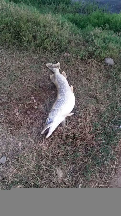 Cientos de peces muertos en una charca de Medellín