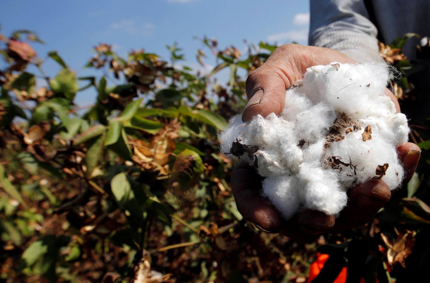 Recogida de algodón en Egipto