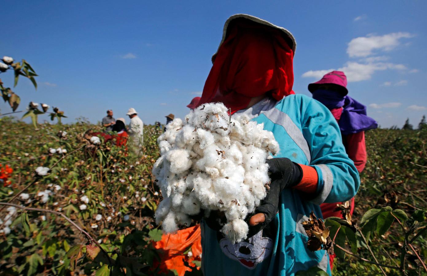 Recogida de algodón en Egipto