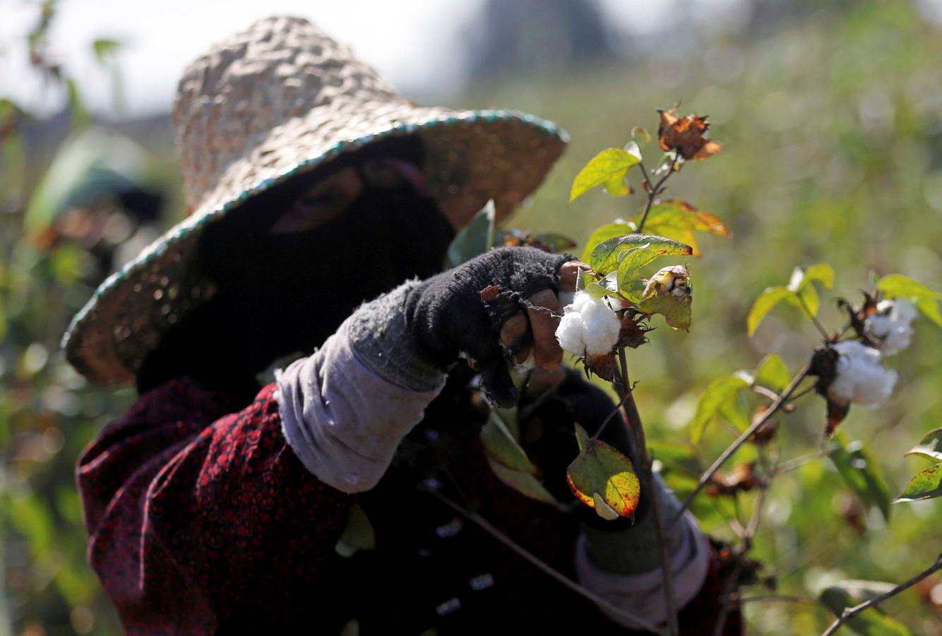 Recogida de algodón en Egipto