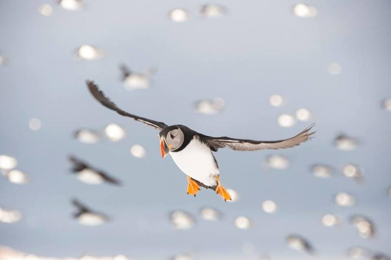 Categoría ‘Aves del mundo’ ‘Buscando donde aterrizar’, de Rodrigo Pérez Grijalvo.