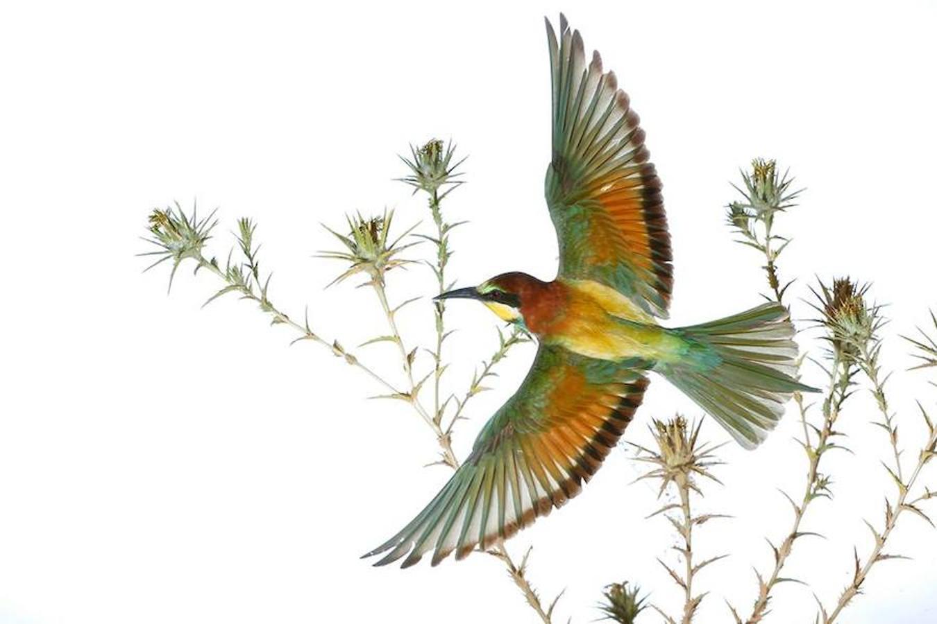 Accésit Fujifilm España a ‘La primavera’, de Julián Fernández Quílez.