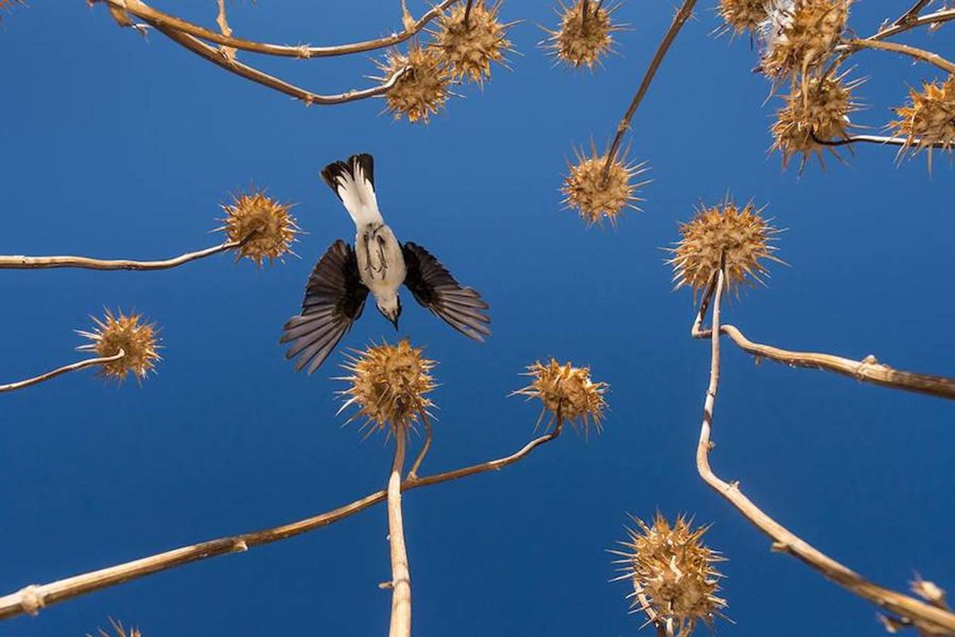 Accésit Olympus Iberia a ‘Sobre un bosque de cardos’, de José-Elías Rodríguez Vázquez