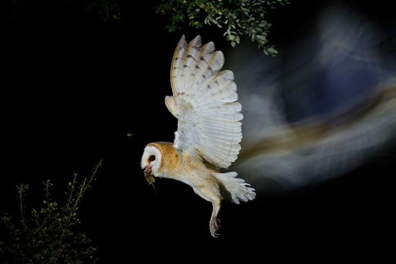 Accésit Skua Nature-Innate a ‘Cazadora nocturna’, de Francisco Motilva Peralta.