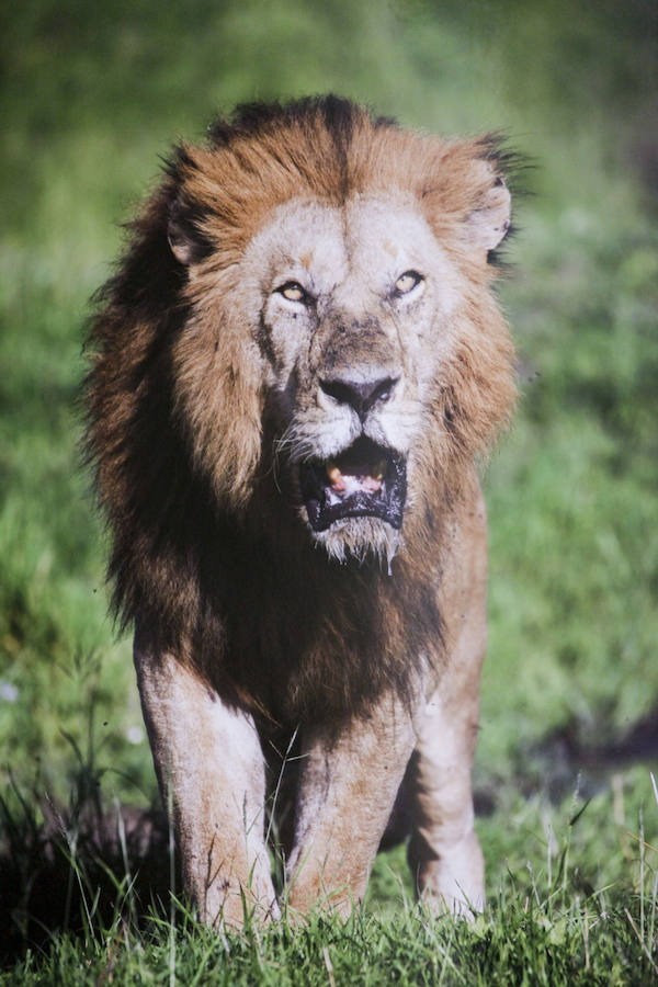 &#039;Memorias de África&#039;, de Alejo Leal