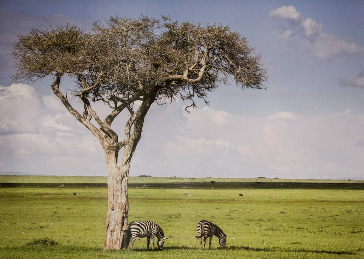 &#039;Memorias de África&#039;, de Alejo Leal