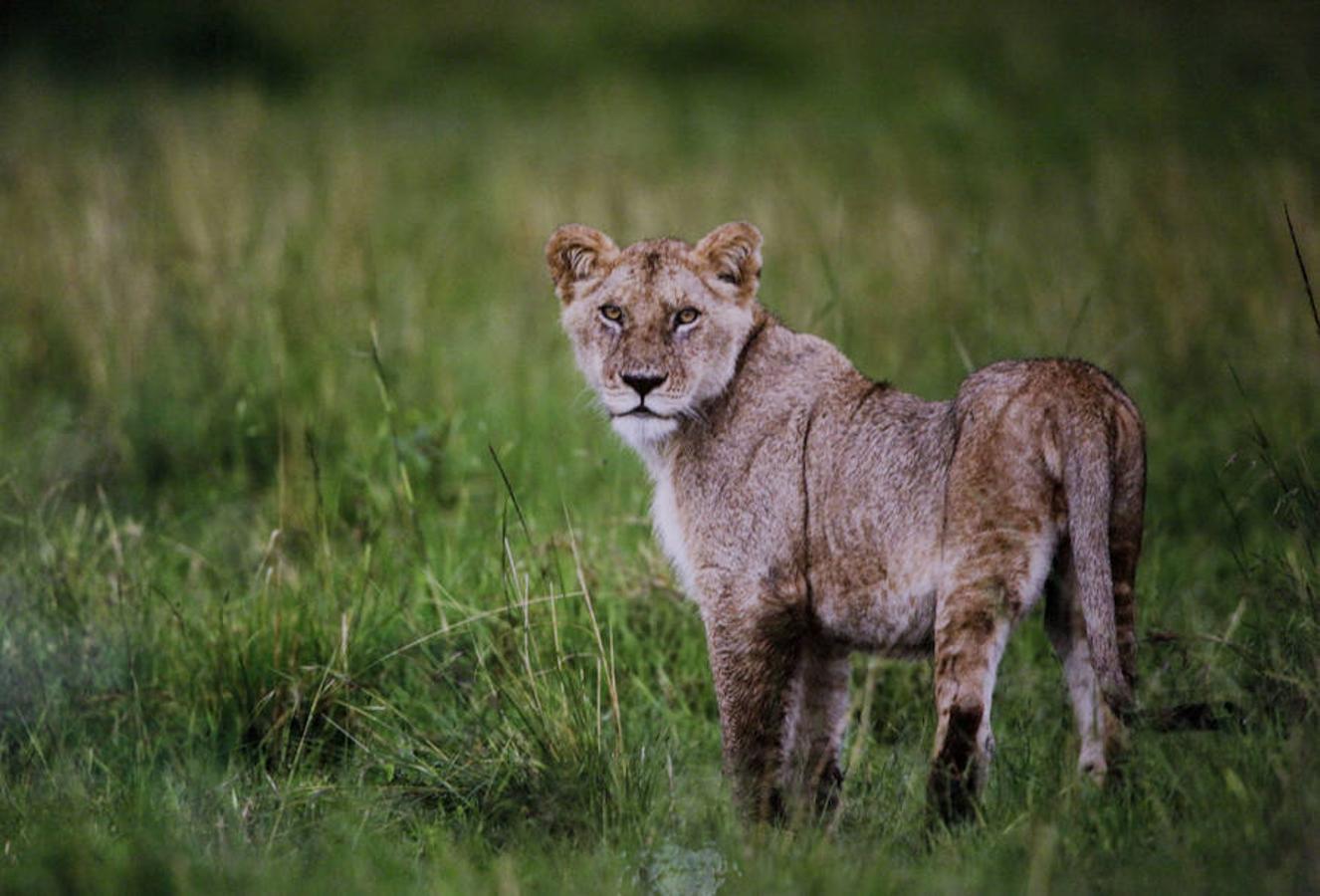 &#039;Memorias de África&#039;, de Alejo Leal