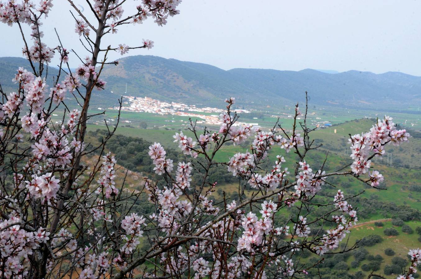 Los almendros en flor en Extremadura