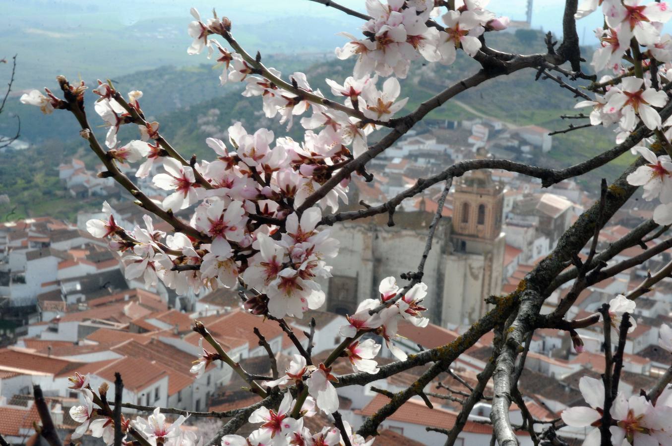 Los almendros en flor en Extremadura