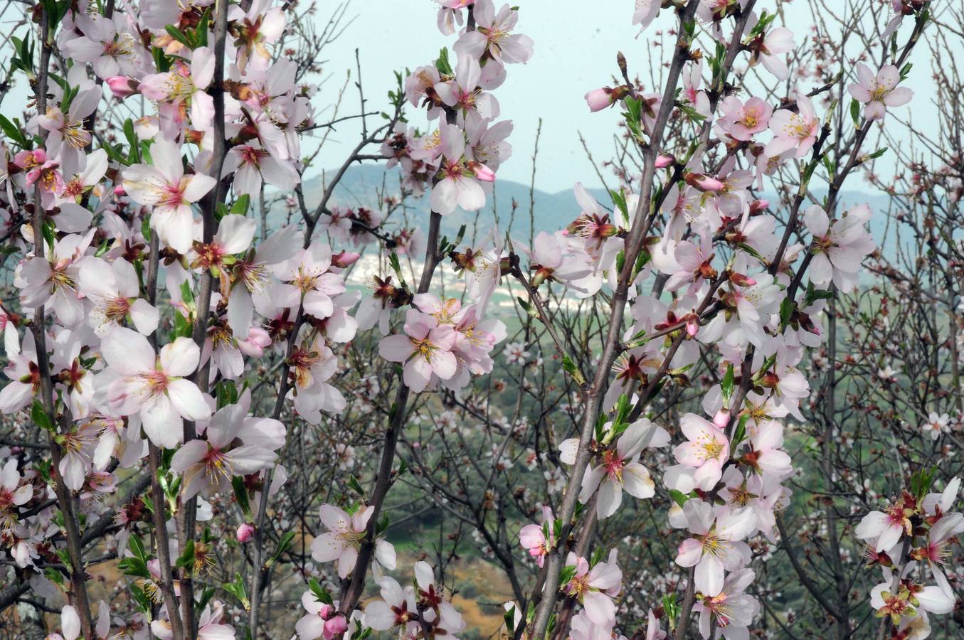 Los almendros en flor en Extremadura