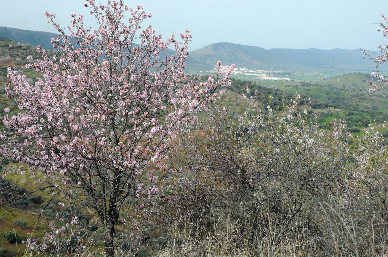 Los almendros en flor en Extremadura