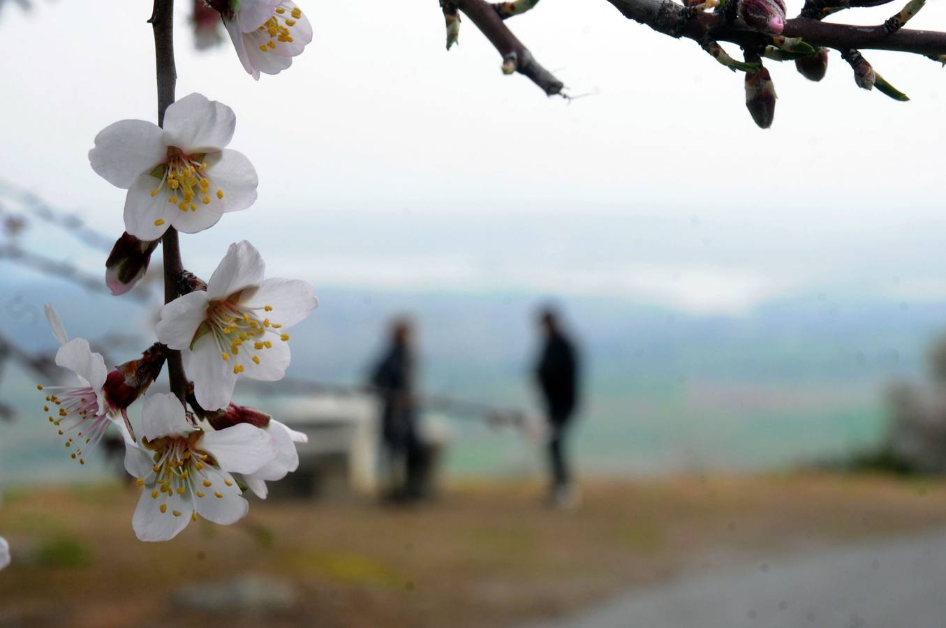 Los almendros en flor en Extremadura