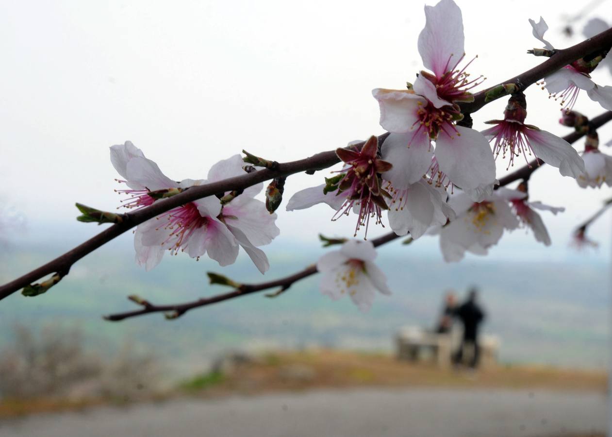 Los almendros en flor en Extremadura