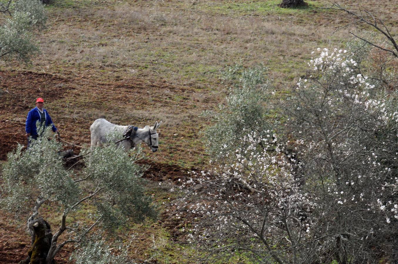 Los almendros en flor en Extremadura