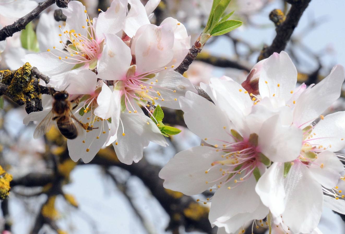 Los almendros en flor en Extremadura