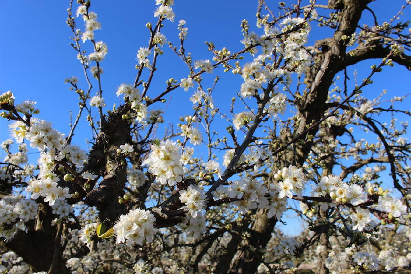 La floración acerca la primavera a Valdelacalzada