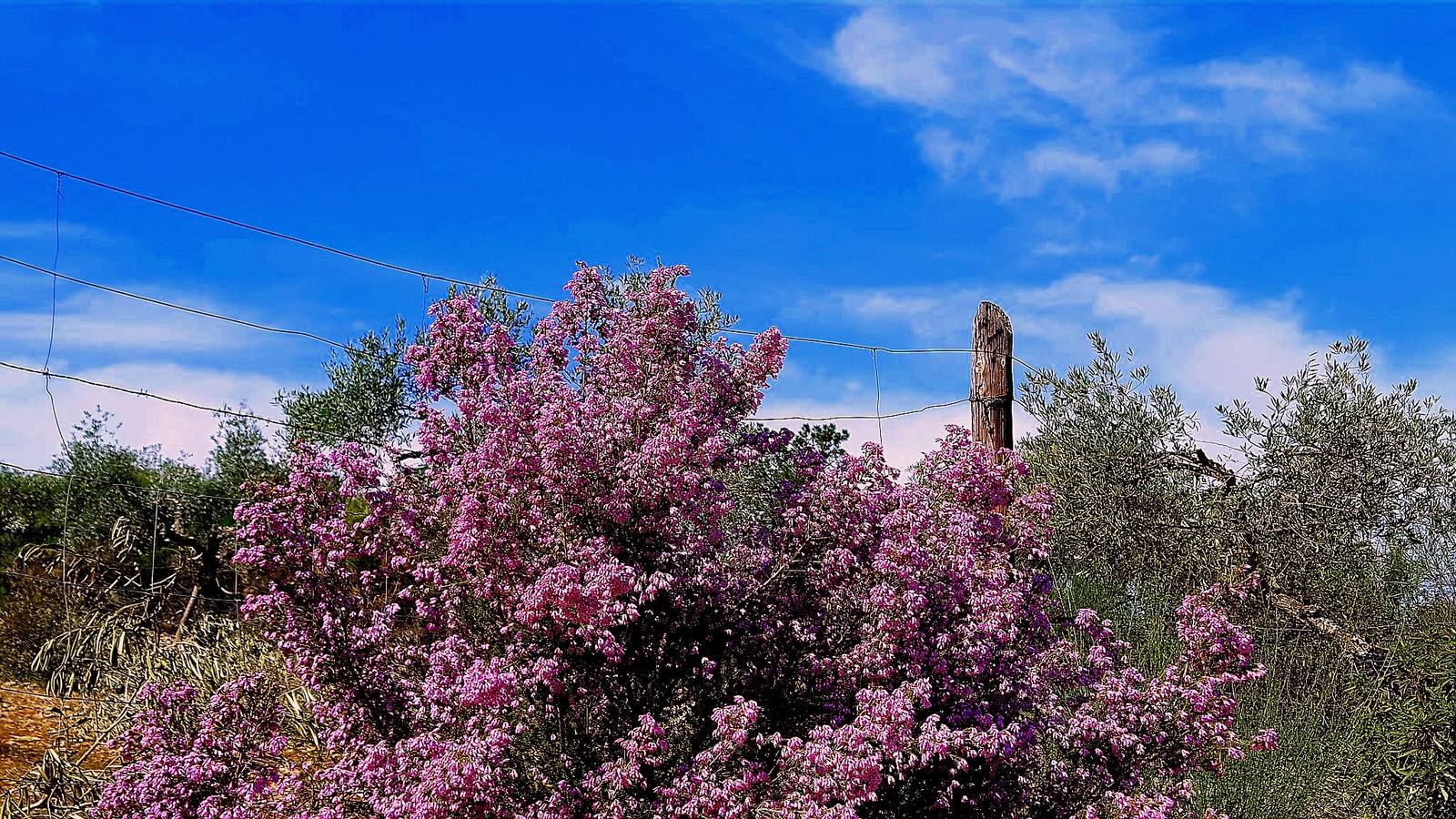 La primavera en la Siberia extremeña