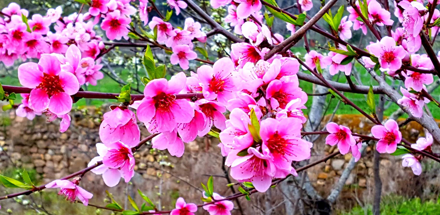 La primavera en la Siberia extremeña