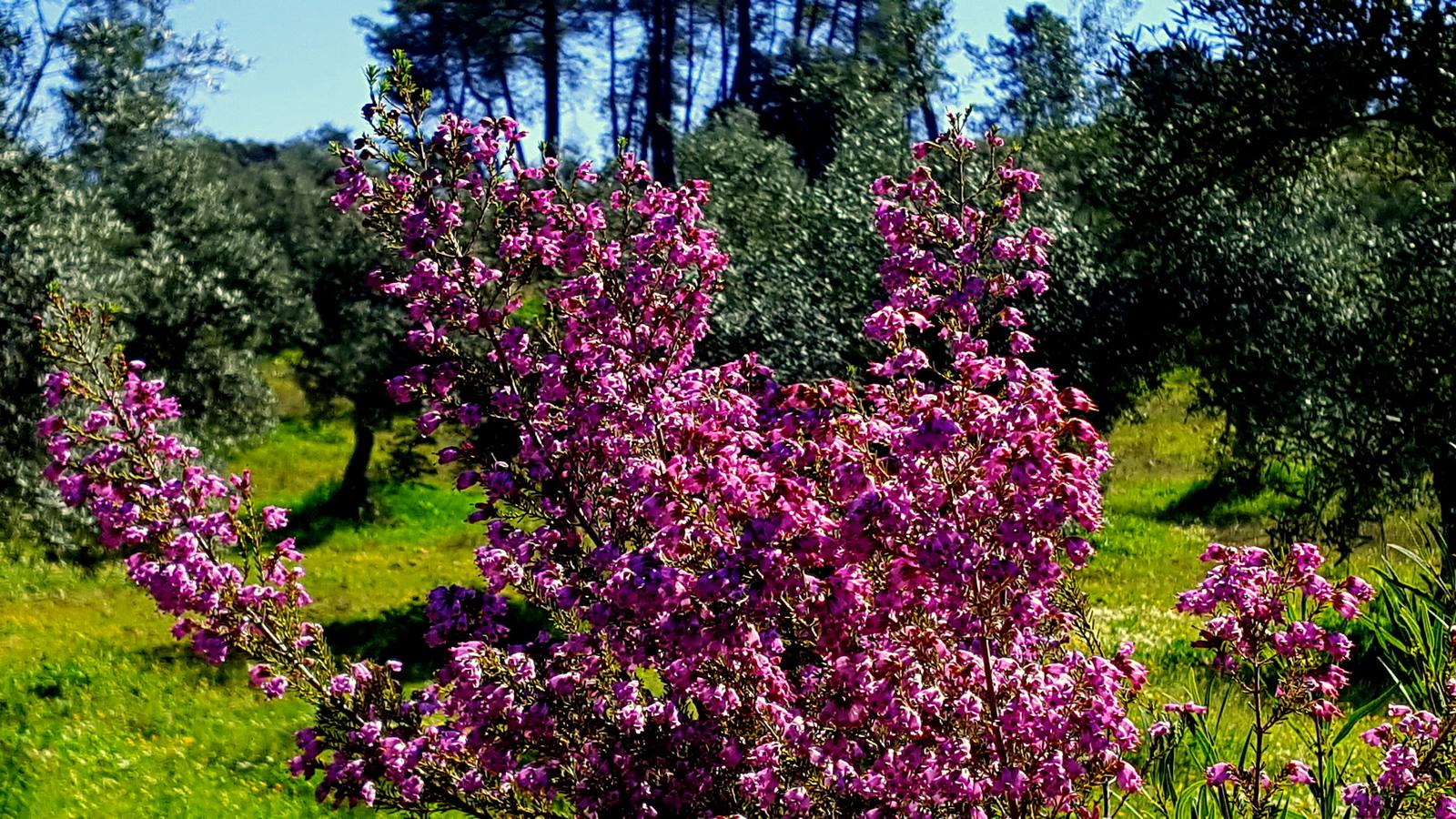 La primavera en la Siberia extremeña