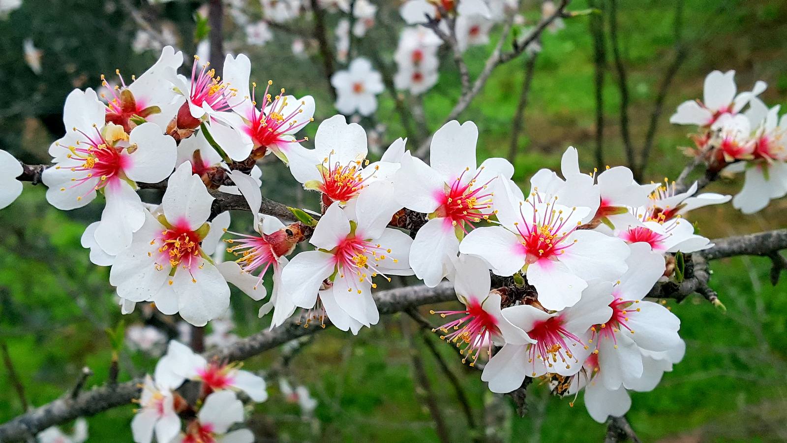 La primavera en la Siberia extremeña