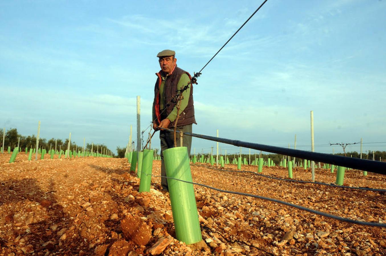 El riego ya alimenta al campo extremeño