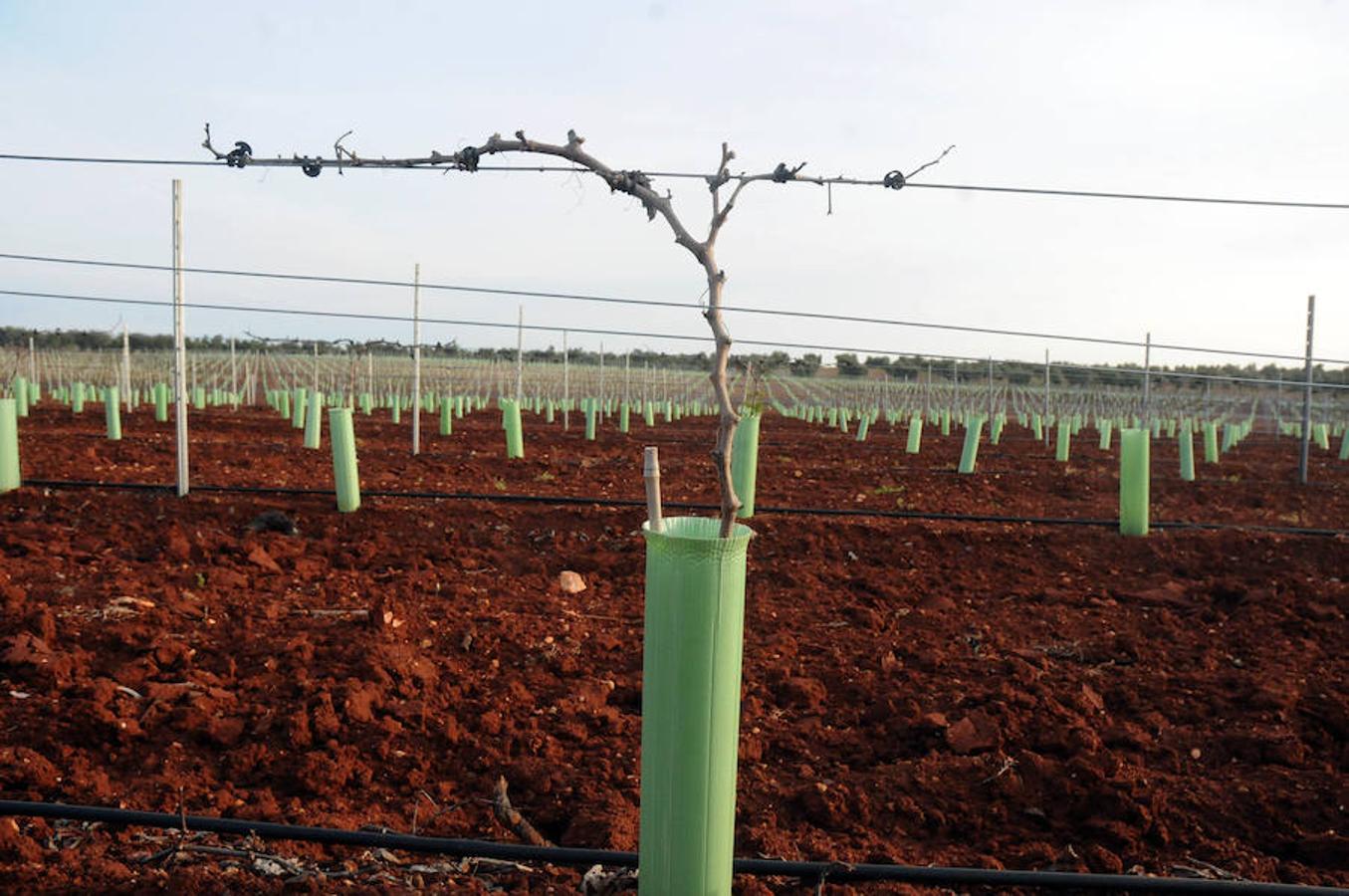 El riego ya alimenta al campo extremeño