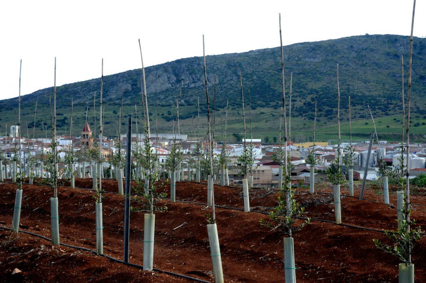 El riego ya alimenta al campo extremeño