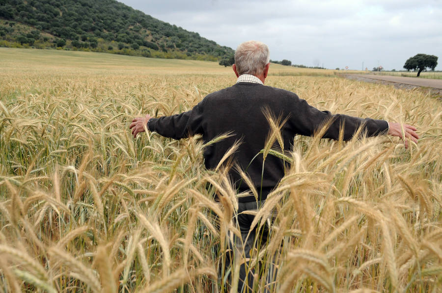 Cereal en Extremadura, poco y a bajo precio