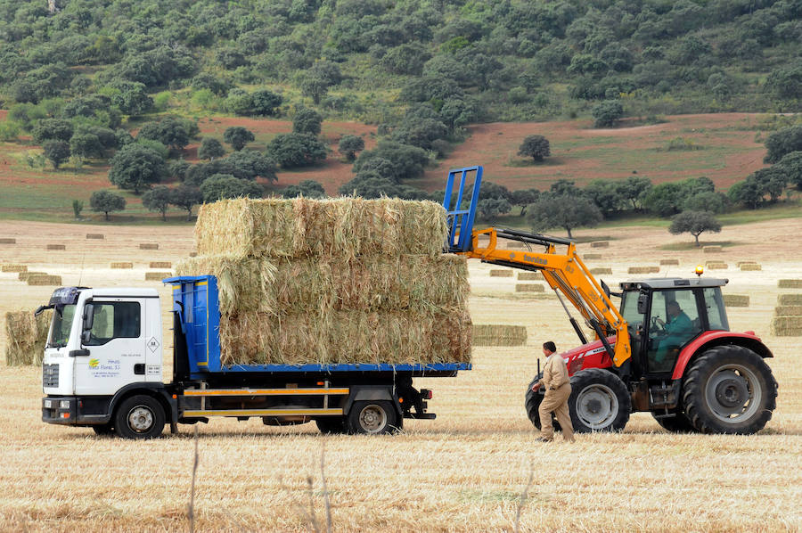Cereal en Extremadura, poco y a bajo precio