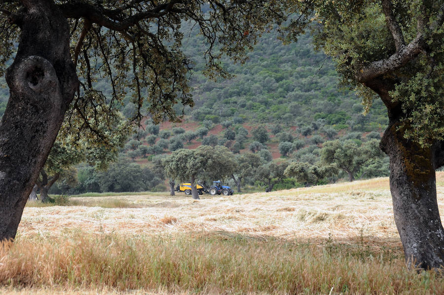 Cereal en Extremadura, poco y a bajo precio