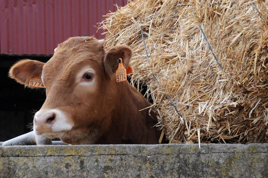 Cereal en Extremadura, poco y a bajo precio