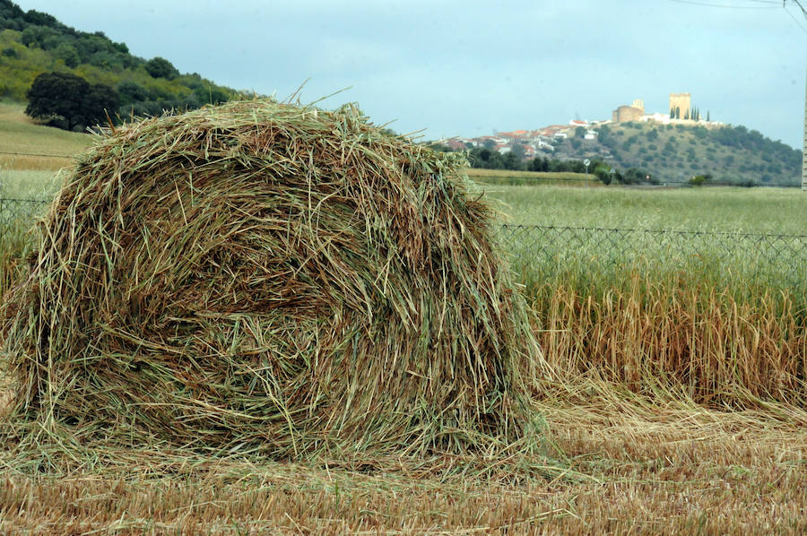 Cereal en Extremadura, poco y a bajo precio