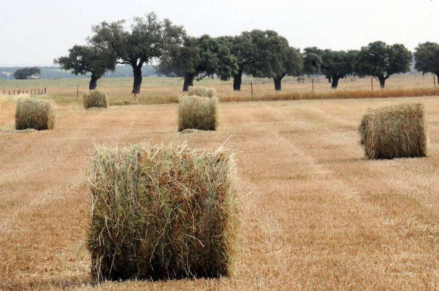 Cereal en Extremadura, poco y a bajo precio