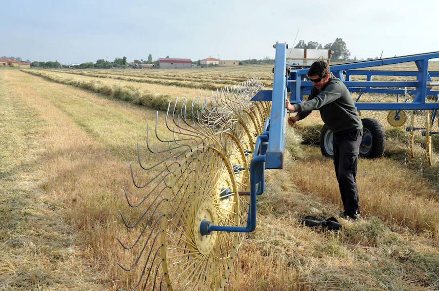 Cereal en Extremadura, poco y a bajo precio
