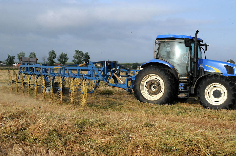 Cereal en Extremadura, poco y a bajo precio