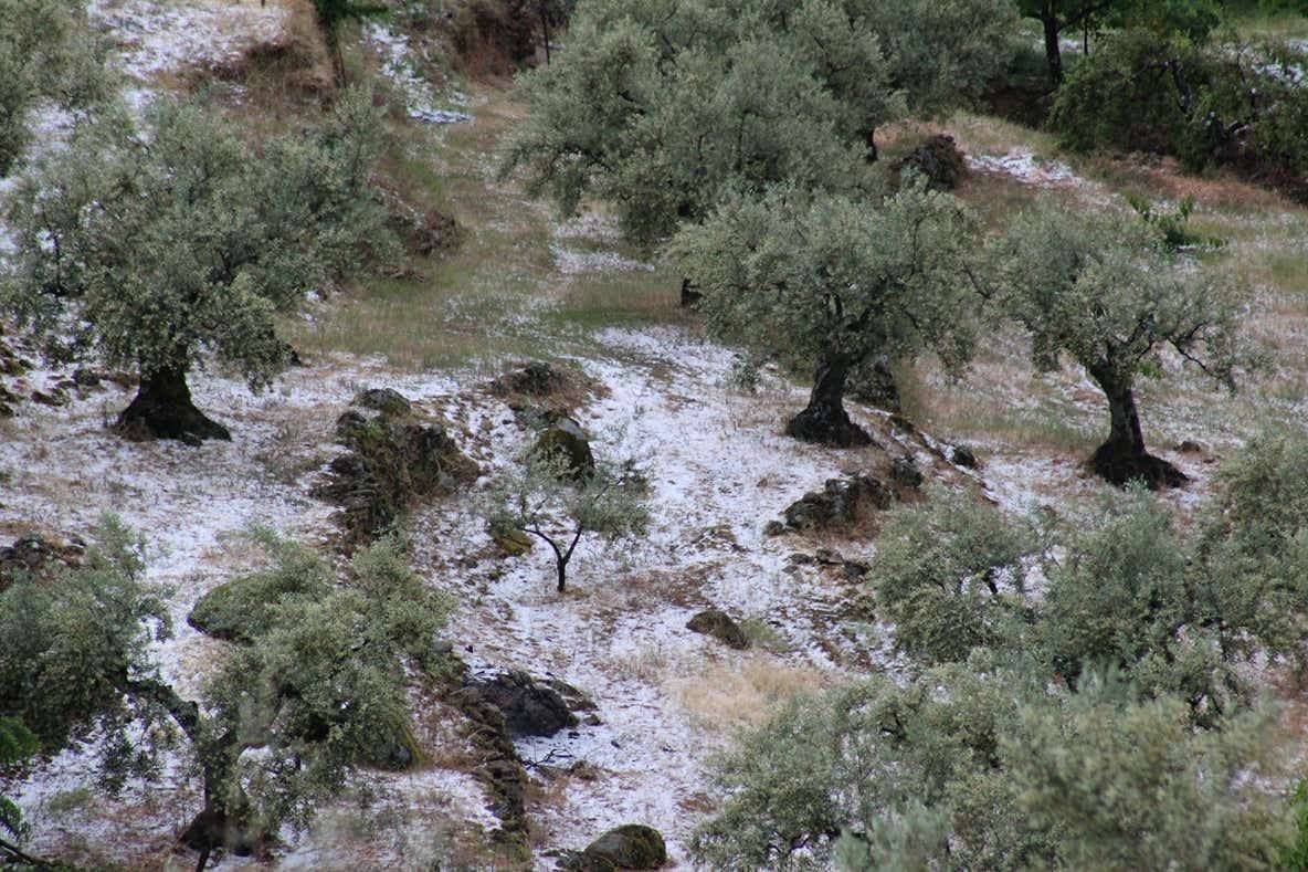 Una granizada causa daños en cultivos del norte de Cáceres