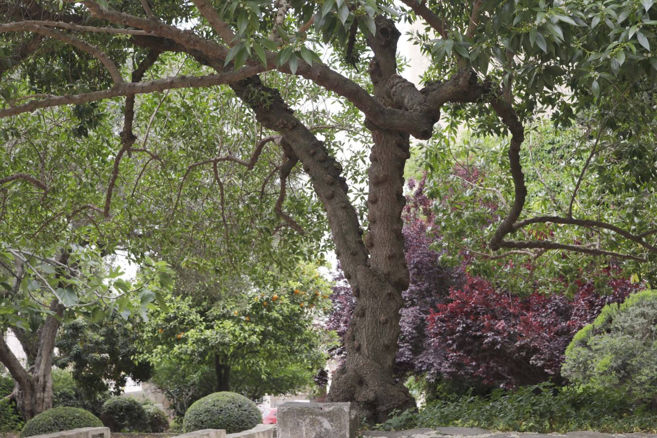 Jardines de la Galera