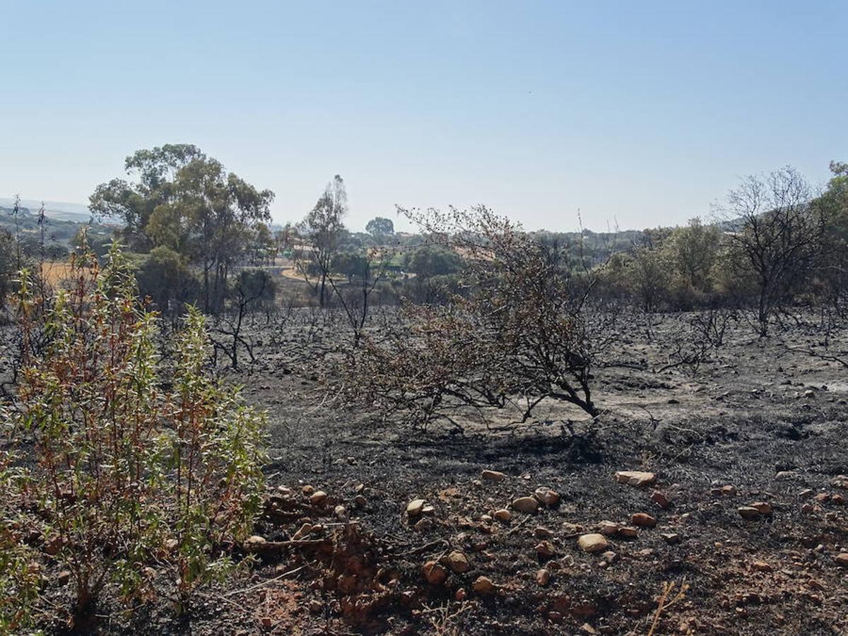 El fuego ha tenido en vilo la pasada noche a los vecinos de Arroyo y Calamonte y así estaban los terrenos afectados por el fuego esta mañana