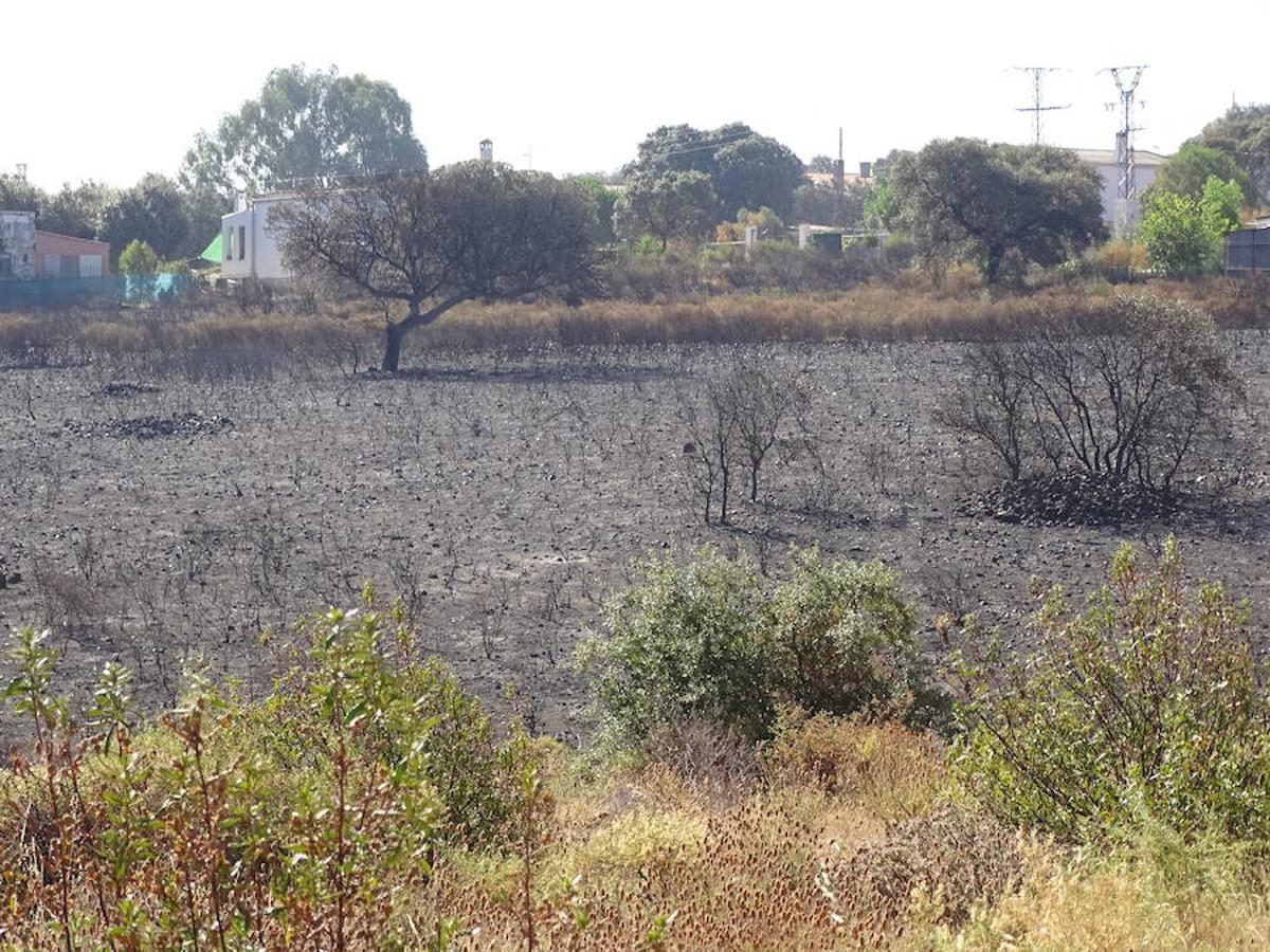 El fuego ha tenido en vilo la pasada noche a los vecinos de Arroyo y Calamonte y así estaban los terrenos afectados por el fuego esta mañana