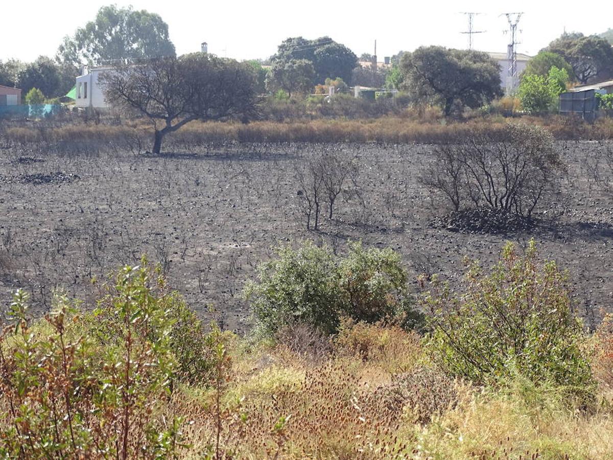 El fuego ha tenido en vilo la pasada noche a los vecinos de Arroyo y Calamonte y así estaban los terrenos afectados por el fuego esta mañana