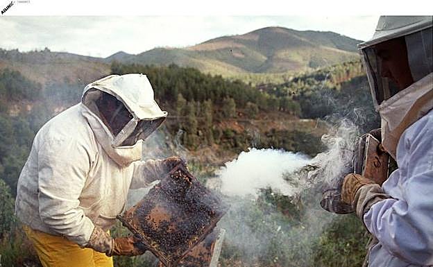 Apicultores extremeños trabajando en una colmena