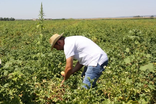 Un agricultor cosecha un campo con cultivo de patata abonado por la empresa 'Abona Global'. :: hoy