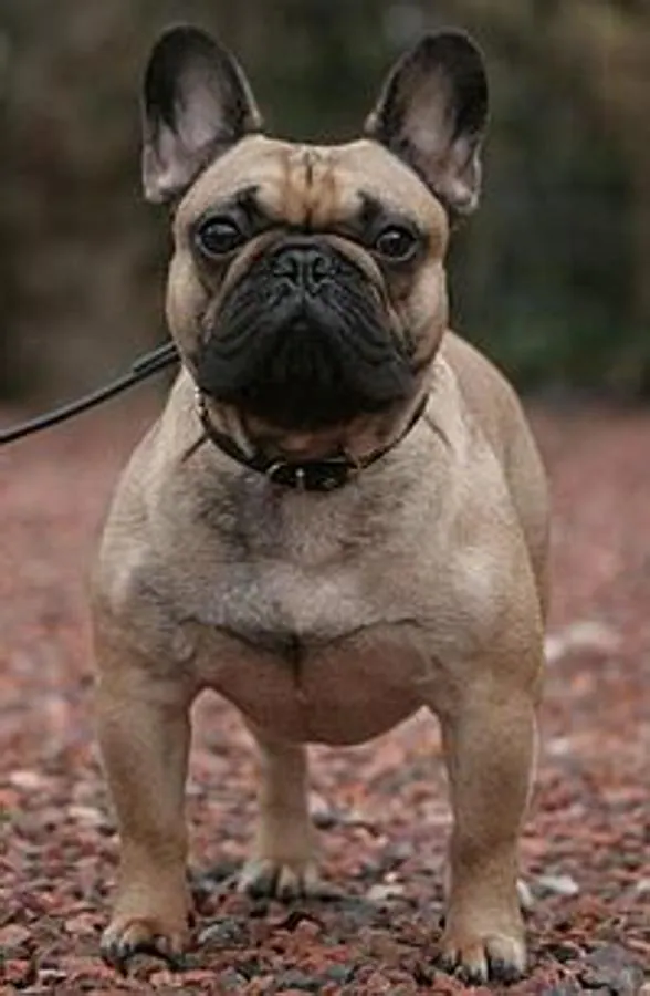 Bulldog francés: El bulldog francés es una raza originaria de Francia. Fueron criados, por primera vez por encajeras en Inglaterra. Pequeño y musculoso y muy juguetón.
