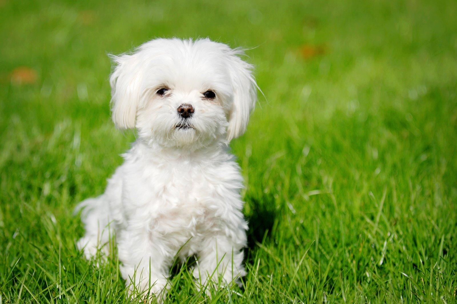 Bichón maltés: El Bichón maltés es una raza de perro de tamaño pequeño que surgió en el Mediterráneo central. Su aspecto suave y delicado lo hacen totalmente adorable.