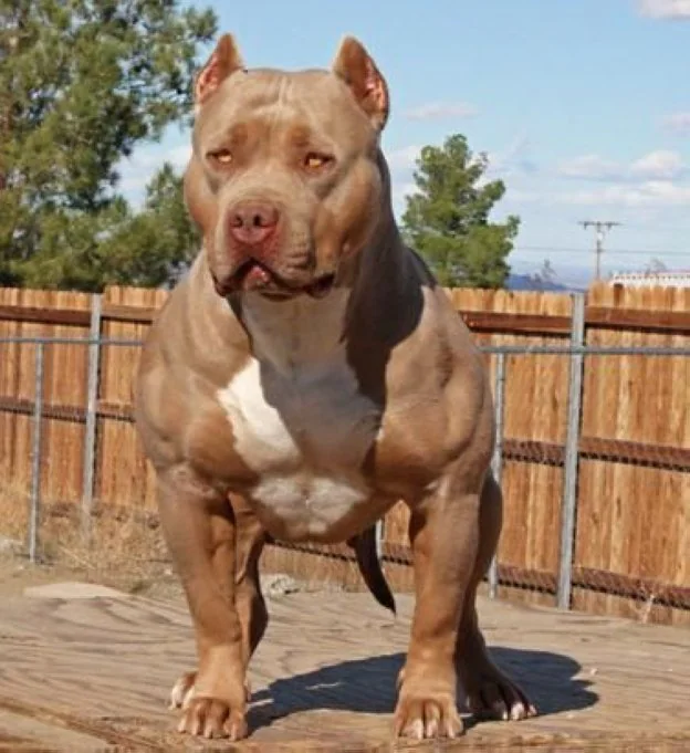 Pit Bull